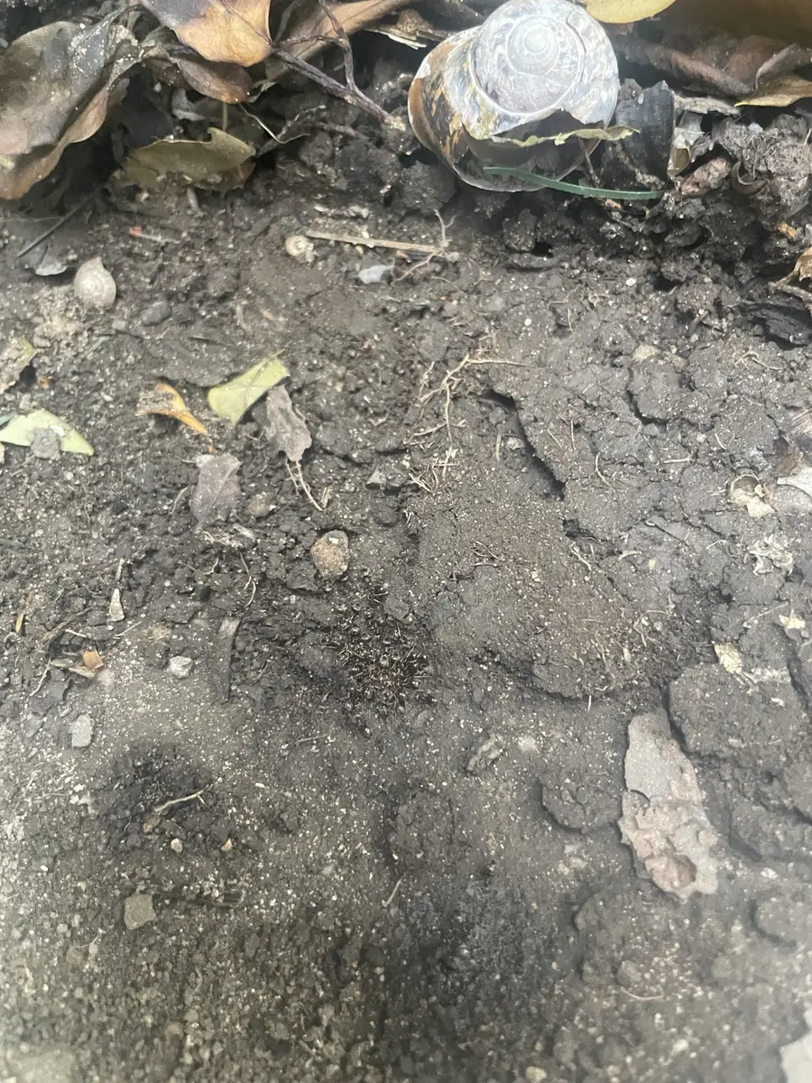 Concentrated ant activity uncovered in soil during an inspection