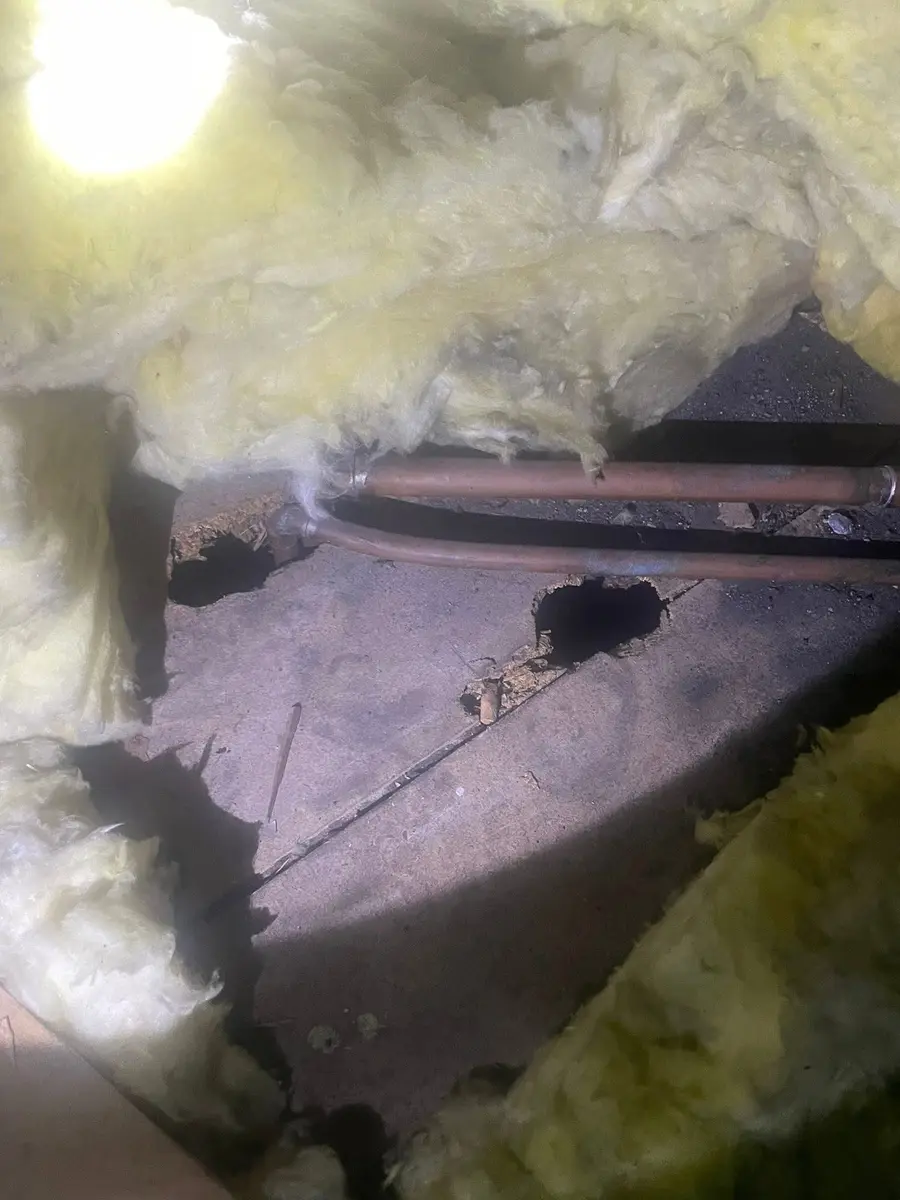 Small openings around loft boards and services checked during a rodent inspection