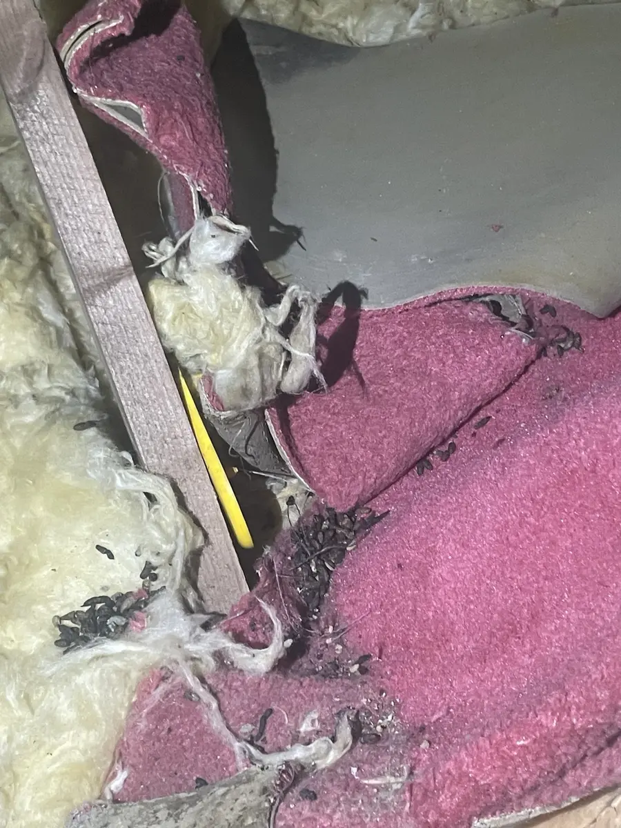 Rodent droppings and nesting damage found during a loft inspection