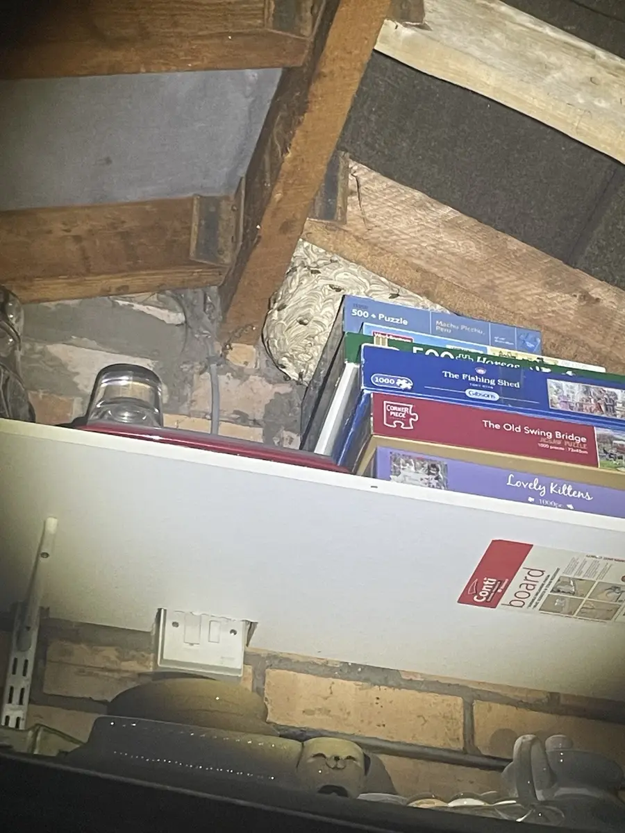 Large wasp nest discovered behind stored items in a loft