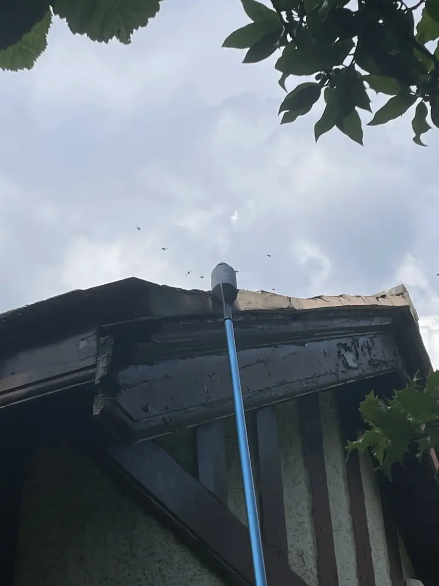 Professional wasp treatment being applied at roof level with an extension pole